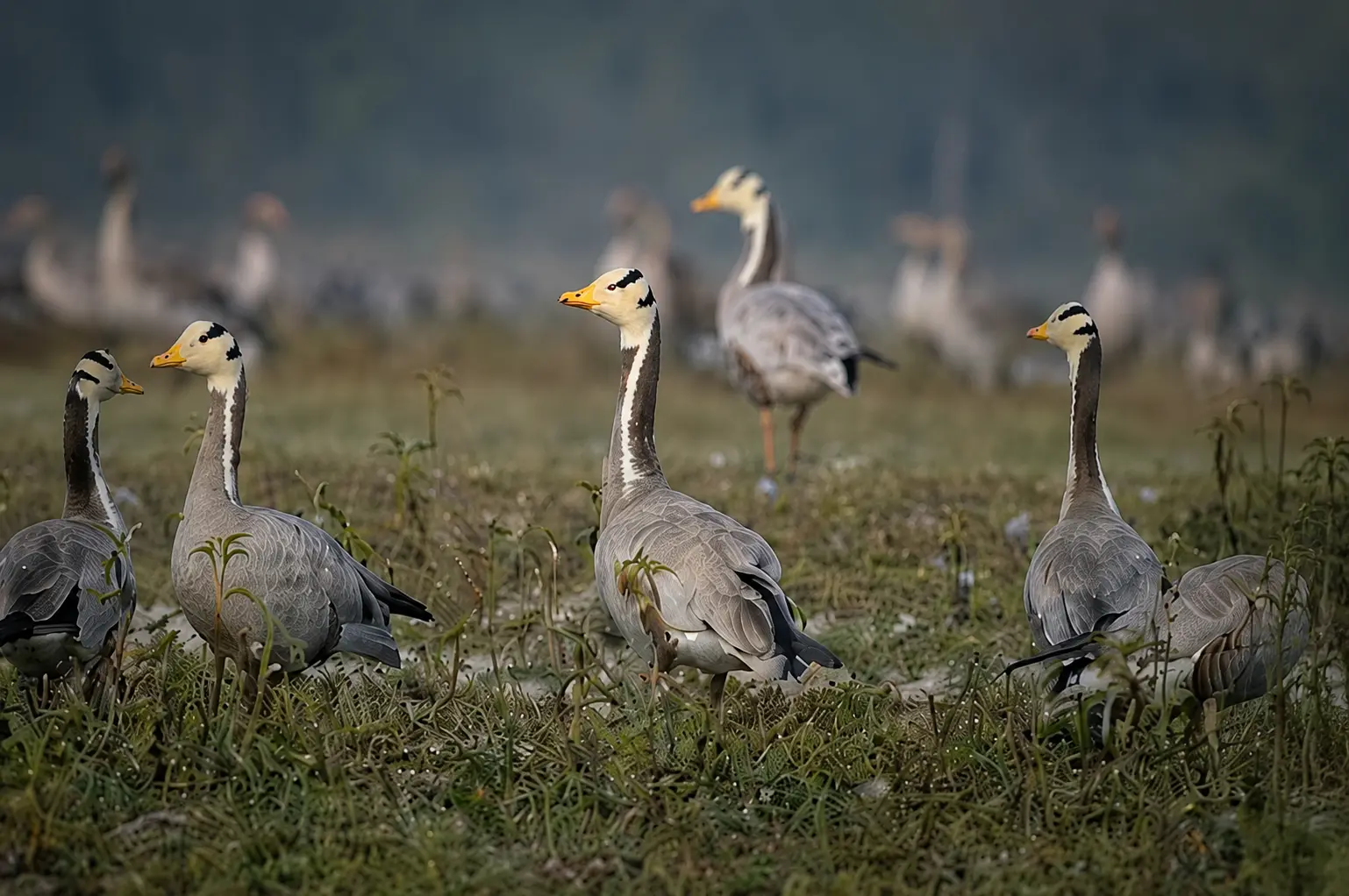 Bar-headed Goose at Kabini Kaanana during the winter migration season