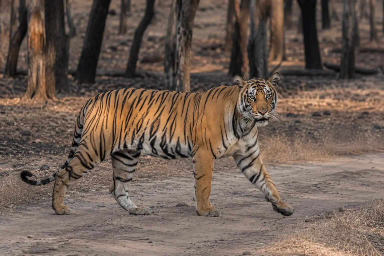 Wildlife safari experience in Nagarhole near Kabini