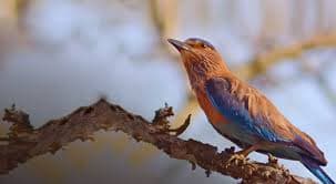 Indian Roller spotted during birdwatching at Kabini backwaters, one of 250+ bird species