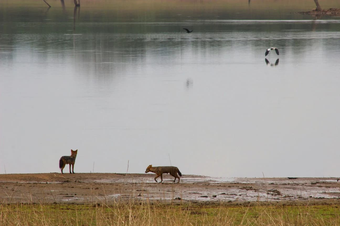 Golden morning light filtering through the forest at Kabini, Karnataka