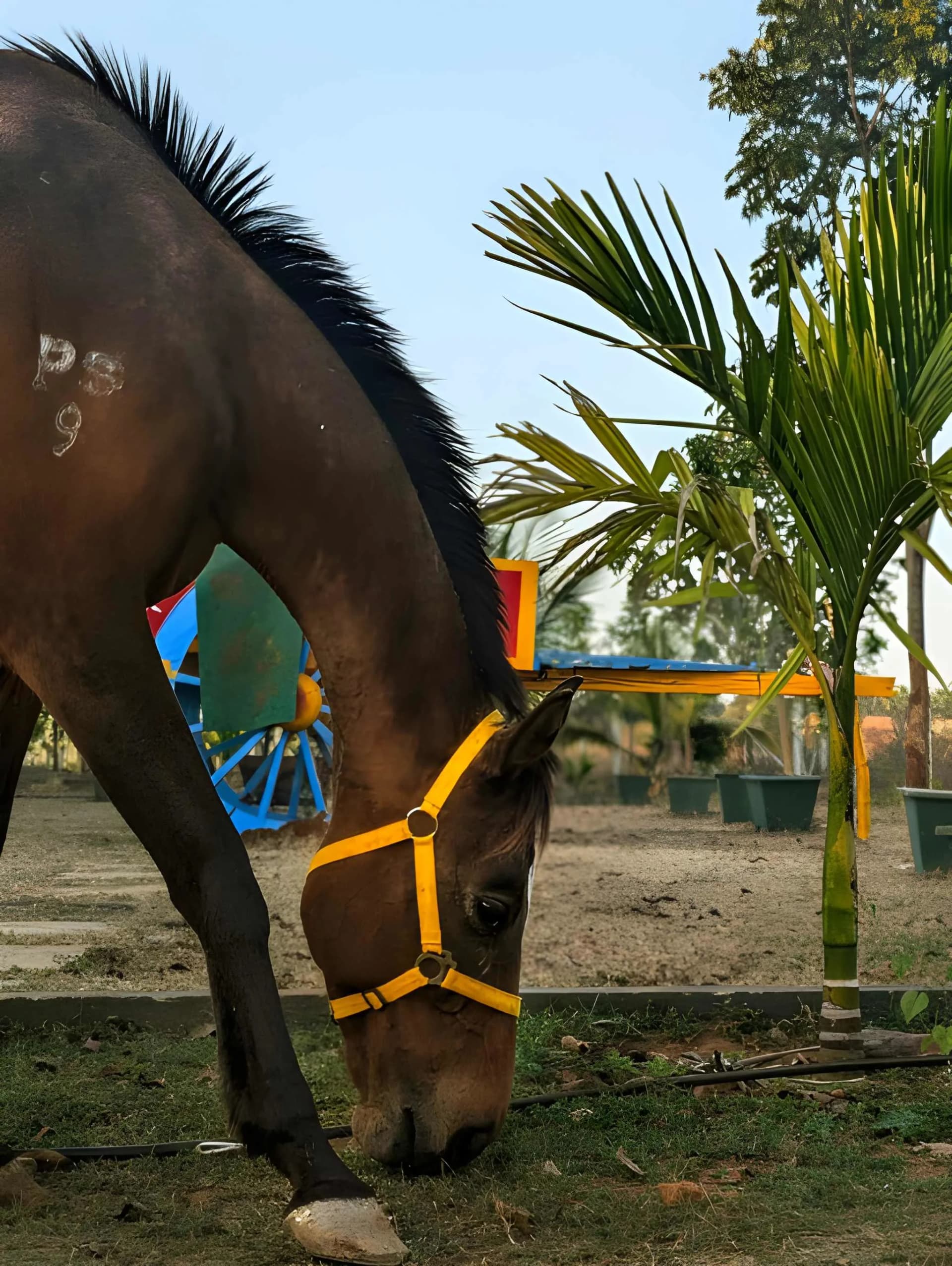 Horse safari through the forest trails near Kabini backwaters, Karnataka