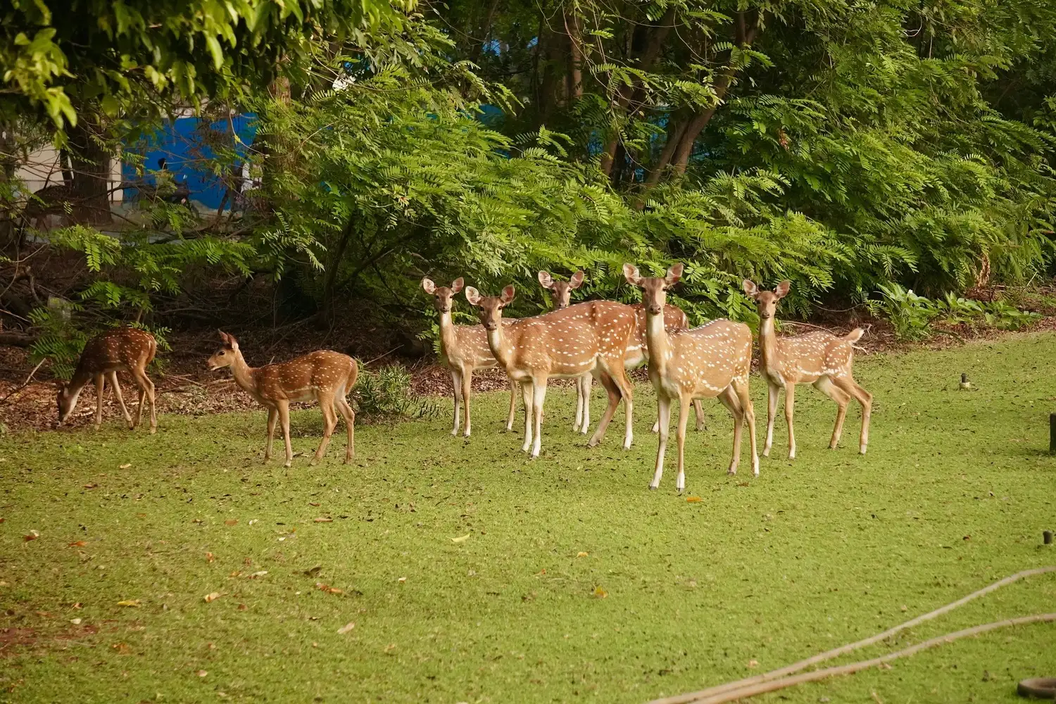 Wildlife safari in Nagarhole Tiger Reserve, 15 km from Kabini Kaanana homestay